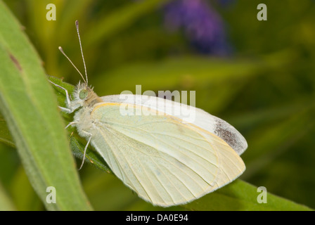 Kohl weißen Schmetterling (Pieris Rapae) thront am Blatt, wenig Cataraqui Conservation Area, Ontario Stockfoto