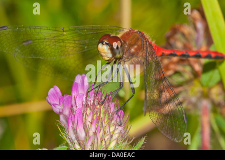 Männliche White-faced Meadowhawk (Sympetrum Obtrusum) hocken auf einem rotem Klee Blüte, wenig Cataraqui Conservation Area, Ontario Stockfoto