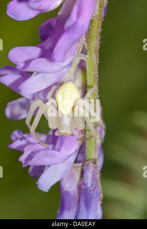 Goldrute Krabbenspinne (Misumena Vatia) warten im Hinterhalt auf Kuh-Wicke (Vicia Cracca), wenig Cataraqui Conservation Area Stockfoto