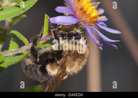 Bergbau-Biene (Andrena Spp) mit Tautropfen auf eine Aster Blüte klammerte sich am frühen Morgen, wenig Cataraqui Conservation Area Stockfoto