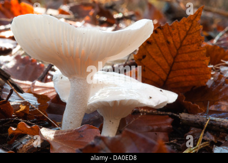 Die Miller (Clitopilus Prunulus Orcellus) Pilze wachsen in das Blatt Wurf, wenig Cataraqui Conservation Area, Ontario Stockfoto