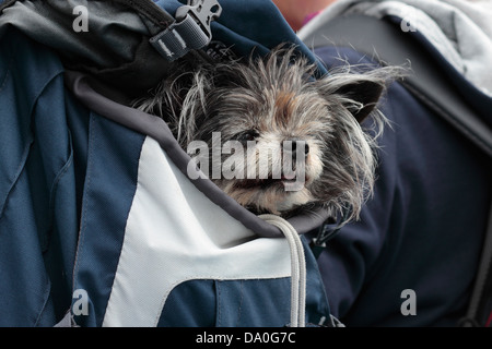 Yorkshire Terrier Chiwawa Kreuz in einem Back Pack durchgeführt Stockfoto