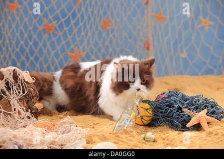 British Longhair Katze, Kater, Schokolade-weiß / Highlander, Flachland, Britanica Stockfoto