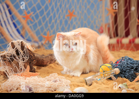 British Longhair Katze Creme-Makrele-Tabby-White / Highlander, Flachland, Britannica Stockfoto