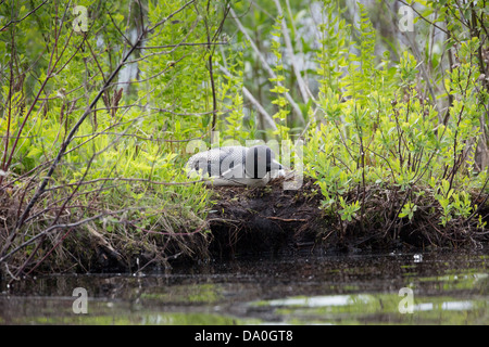 Gemeinsamen Loon sitzen auf ein Nest auf der Chippewa-Flowage im nördlichen Wisconsin Stockfoto