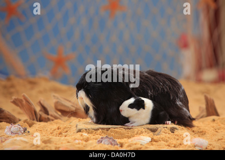 Sheltie Meerschweinchen, Schwarzweiß, mit jungen | Sheltie-Meerschweinchen, Schwarz-Weiss Mit Jungtier / Peruanisches Seidentier Stockfoto