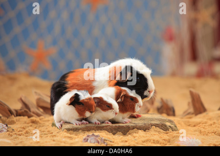 Englisch Crested Meerschweinchen, Schildpatt-weiß, mit jungen Stockfoto