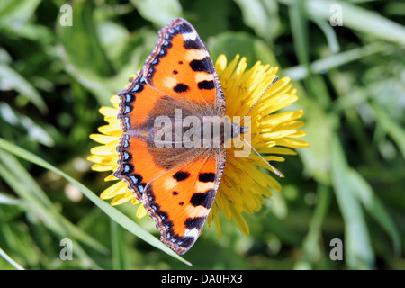 Sehr detaillierte Makro Nahaufnahme eines Schmetterlings kleiner Fuchs (Aglais Urticae) posiert und Futtersuche auf einem Löwenzahn Stockfoto