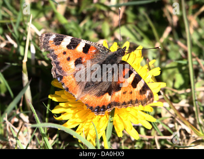 Sehr detaillierte Makro Nahaufnahme eines beschädigten kleiner Fuchs (Aglais Urticae) Schmetterlings posieren und Futtersuche auf einem Löwenzahn Stockfoto