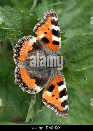 Kleiner Fuchs (Aglais Urticae) Schmetterling Stockfoto