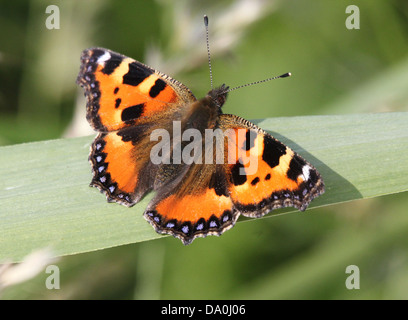 Kleiner Fuchs (Aglais Urticae) Schmetterling Stockfoto