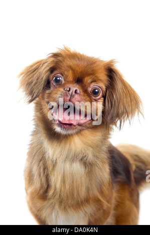 Pekinese Hund Portrait isoliert auf weißem Hintergrund Stockfoto