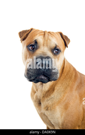 Mischling Hund Portrait isoliert auf weißem Hintergrund Stockfoto
