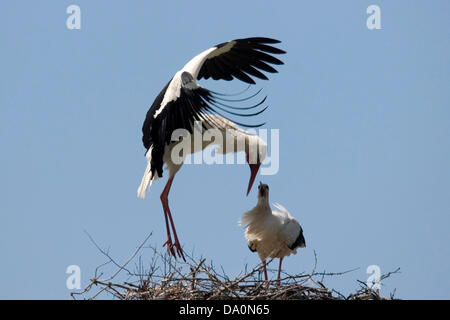 Weibliche Weißstorch verteidigt ihr Nest und Junge von angreifenden Storchenmännchen Wer will zu beherrschen Sie und ihr Nest, Männer, die keinen Partner auf ein Zuchtpaar aufschalten. Weißstörche (Ciconia ciconia) Nester in kleinen Kolonien in Stick nest Beförderung räder Plattformen, Kirchtürme, haus dach Sommer Besuch in Bulgarien für die Zucht und die Winter in Afrika stronghold in Osteuropa und auf der Abnahme North West Europe Stockfoto