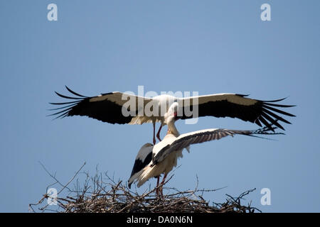 Weibliche Weißstorch verteidigt ihr Nest und Junge von angreifenden Storchenmännchen Wer will zu beherrschen Sie und ihr Nest, Männer, die keinen Partner auf ein Zuchtpaar aufschalten. Weißstörche (Ciconia ciconia) Nester in kleinen Kolonien in Stick nest Beförderung räder Plattformen, Kirchtürme, haus dach Sommer Besuch in Bulgarien für die Zucht und die Winter in Afrika stronghold in Osteuropa und auf der Abnahme North West Europe Stockfoto