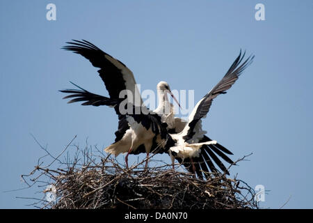 Weibliche Weißstorch verteidigt ihr Nest und Junge von angreifenden Storchenmännchen Wer will zu beherrschen Sie und ihr Nest, Männer, die keinen Partner auf ein Zuchtpaar aufschalten. Weißstörche (Ciconia ciconia) Nester in kleinen Kolonien in Stick nest Beförderung räder Plattformen, Kirchtürme, haus dach Sommer Besuch in Bulgarien für die Zucht und die Winter in Afrika stronghold in Osteuropa und auf der Abnahme North West Europe Stockfoto