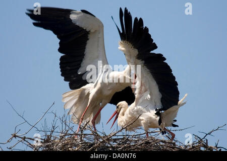 Weibliche Weißstorch verteidigt ihr Nest und Junge von angreifenden Storchenmännchen Wer will zu beherrschen Sie und ihr Nest, Männer, die keinen Partner auf ein Zuchtpaar aufschalten. Weißstörche (Ciconia ciconia) Nester in kleinen Kolonien in Stick nest Beförderung räder Plattformen, Kirchtürme, haus dach Sommer Besuch in Bulgarien für die Zucht und die Winter in Afrika stronghold in Osteuropa und auf der Abnahme North West Europe Stockfoto