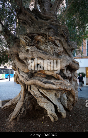 Alter Olivenbaum vor der Consell de Mallorca, Carrer del Palau Reial, Palma De Mallorca, Mallorca, Spanien Stockfoto