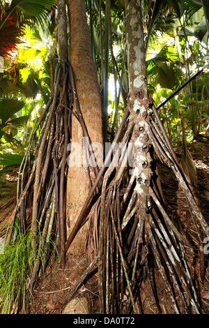 Vallee de Mai Nature Reserve, Heimat der Coco de Mer, Praslin, Seychellen Stockfoto