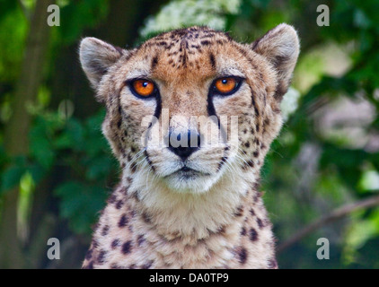 Gepard (Acinonyx Jubatus) Stockfoto