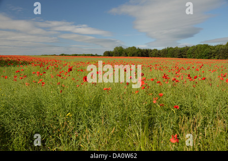 Felder der Mohn an einem hellen Sommertag Stockfoto