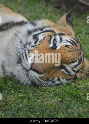 Tiger, die Verlegung auf dem Rasen im Parque des Legendes, Lima, Peru Stockfoto