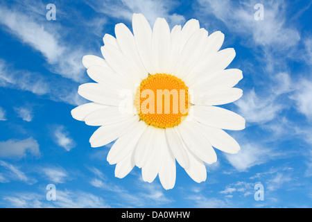 Ochse Auge Daisy Flower Head isoliert gegen einen hellen blauen Sommerhimmel ein schönen blumigen Sommer-symbol Stockfoto