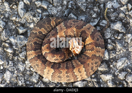Ein Florida Cottonmouth (Agkistrodon Piscivorus Conanti) Aufwärmen Hauptpark unterwegs im Everglades-Nationalpark, Florida. Stockfoto