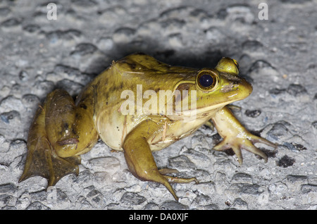 Einen großen Erwachsenen Schwein Frosch (Lithobates Grylio) Hauptpark unterwegs im Everglades National Park, Miami-Dade County, Florida. Stockfoto