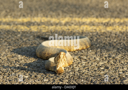Ein Florida Cottonmouth (Agkistrodon Piscivorus Conanti) Aufwärmen Hauptpark unterwegs im Everglades-Nationalpark, Florida. Stockfoto