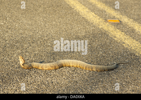 Ein Florida Cottonmouth (Agkistrodon Piscivorus Conanti) Aufwärmen Hauptpark unterwegs im Everglades-Nationalpark, Florida. Stockfoto