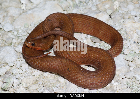 Eine Mangrove Salzwiesen Wasserschlange (Nerodia Clarkii Compressicauda) im Everglades-Nationalpark, Florida. Stockfoto