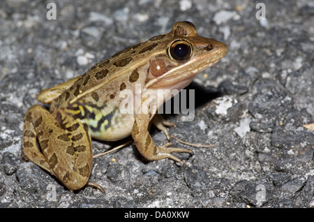 Ein Florida Leopard Frog (Lithobates Sphenocephalus Sphenocephalus) Hauptpark unterwegs im Everglades-Nationalpark, Florida. Stockfoto