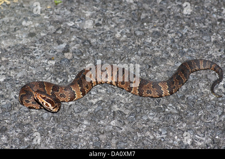 Ein Florida Cottonmouth (Agkistrodon Piscivorus Conanti) Aufwärmen Hauptpark unterwegs im Everglades-Nationalpark, Florida. Stockfoto