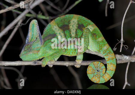 Eines erwachsenen männlichen verschleiert Chamäleon (Chamaeleo Calyptratus) in der Nacht in der Nähe von Everglades National Park, Miami-Dade County, Florida. Stockfoto