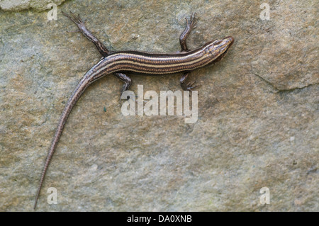 Ein gemeinsamen fünf-gezeichnete Skink (Plestiodon Fasciatus) thront vertikal auf einer Steinmauer in Oconee State Park, South Carolina. Stockfoto