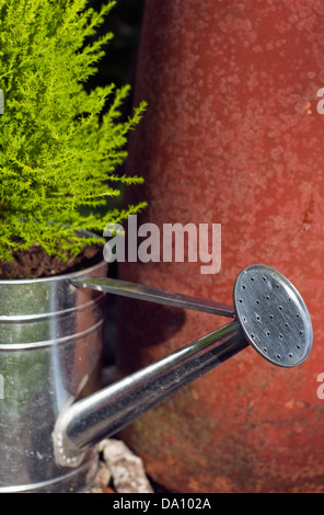 Eine Gießkanne in einem Garten als ein Pflanzenhalter Stockfoto