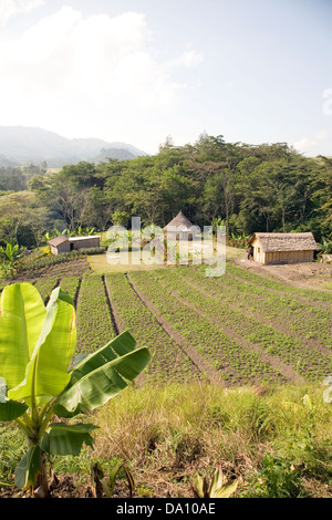 Bauernhof, Goroka im Stadtteil Lufa von der östlichen Highlands Province, Papua-Neuguinea Stockfoto