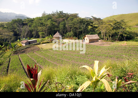 Bauernhof, Goroka im Stadtteil Lufa von der östlichen Highlands Province, Papua-Neuguinea Stockfoto