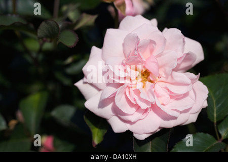 Rosa "Felicia". Strauchrose in einem englischen Garten. Stockfoto