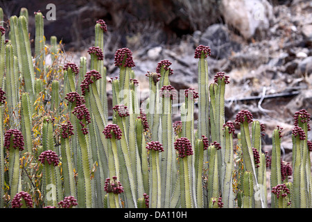 Euphorbia Canariensis wächst in Gran Canaria Stockfoto