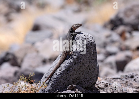 Gran Canaria Rieseneidechse sonnen sich auf Felsen Stockfoto
