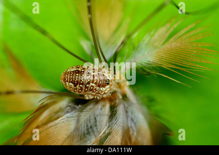 Harvestman Spider thront auf einem grünen Blatt. Stockfoto