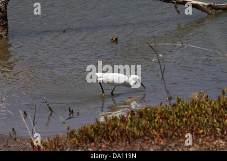 Kleiner Reiher waten zeigen gelbe Füße Stockfoto