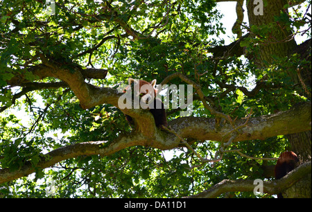 roter Panda in Baum Stockfoto