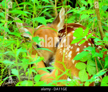 Ein Neugeborenes Whitetail Deer Rehkitz zusammengerollt und versteckt in den Wäldern. Stockfoto