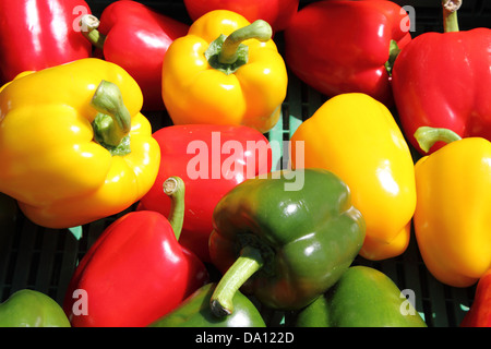 Eine Handvoll frische Paprika zum Verkauf in einen Gemüsehandel Stockfoto