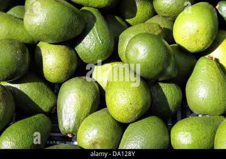 Avocado-Birnen zum Verkauf in einen Gemüsehandel Stockfoto