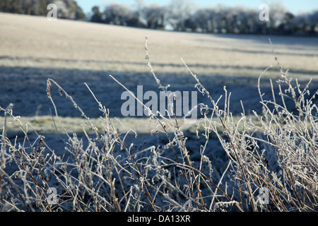 Morgen Winter frost auf Hecken durch ein Feld Stockfoto