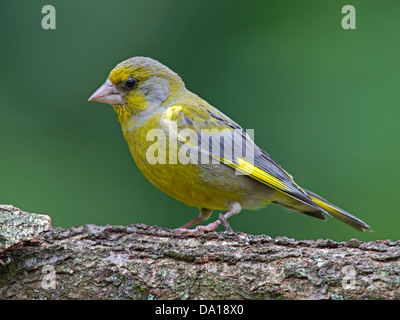 Männliche Grünfink thront auf Zweig Stockfoto